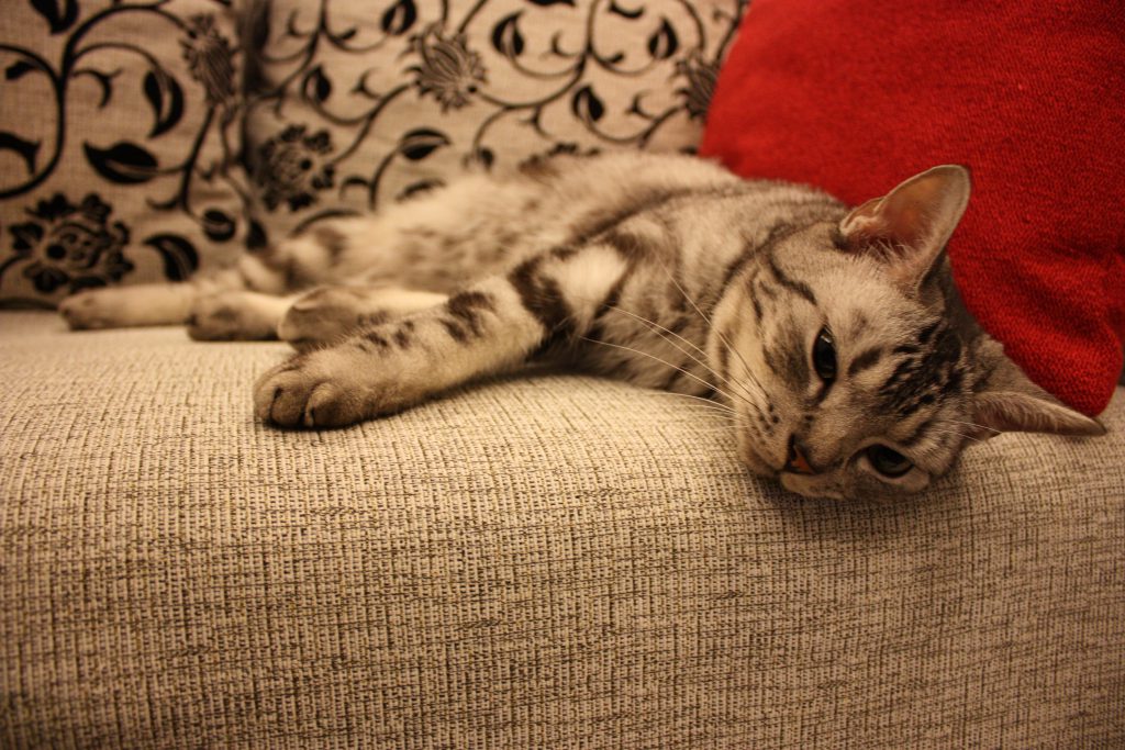 gato_sofa